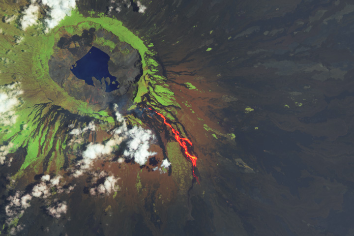 An Eruption for Galápagos Iguanas