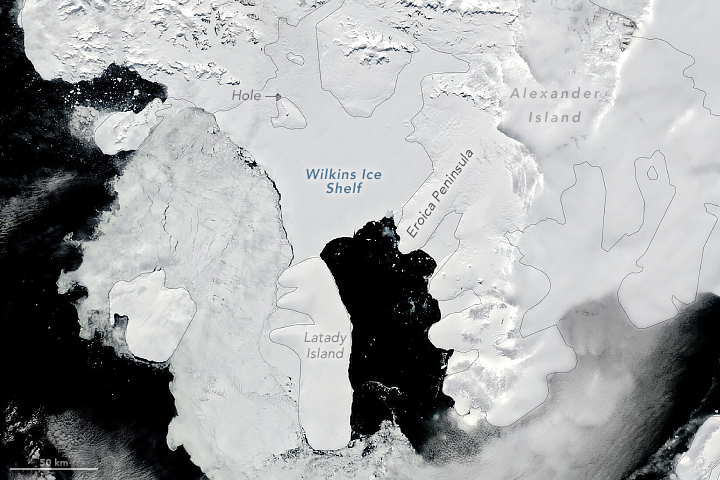 Is the Wilkins Ice Shelf Weakening?