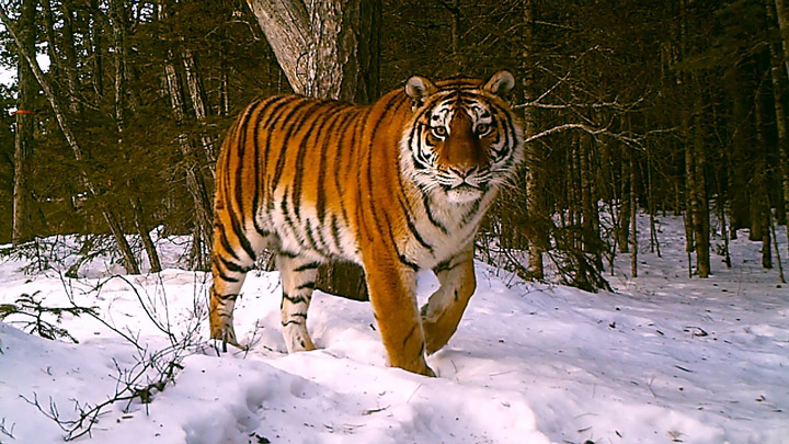 Finding Space for Tigers - related image preview