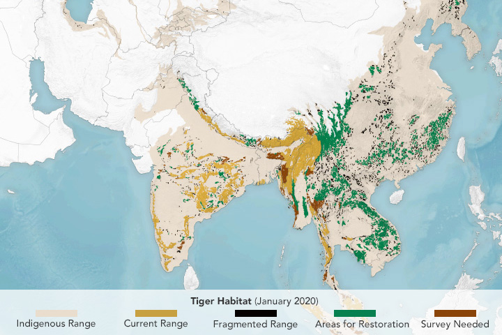 Finding Space for Tigers