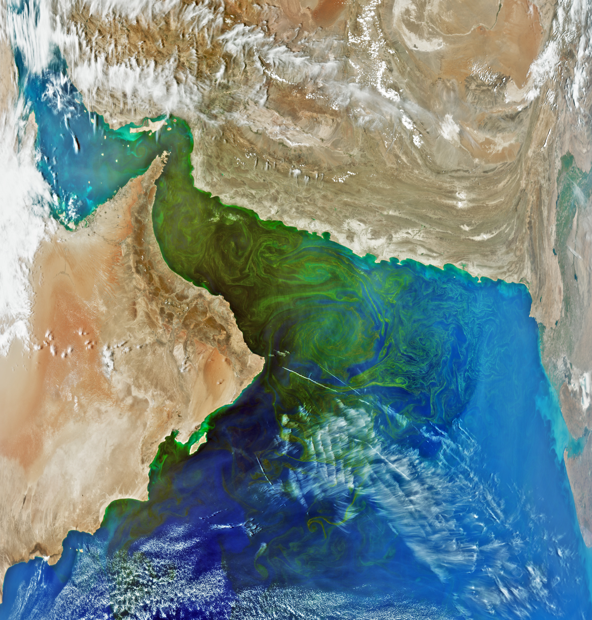 Complex Beauty in the Gulf of Oman - related image preview