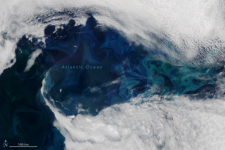 Peek-a-Bloom in the North Atlantic - related image preview