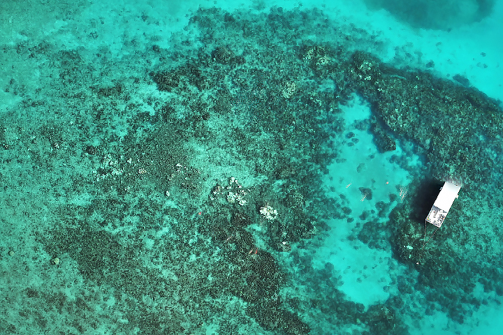 Confronting Florida’s Coral Collapse