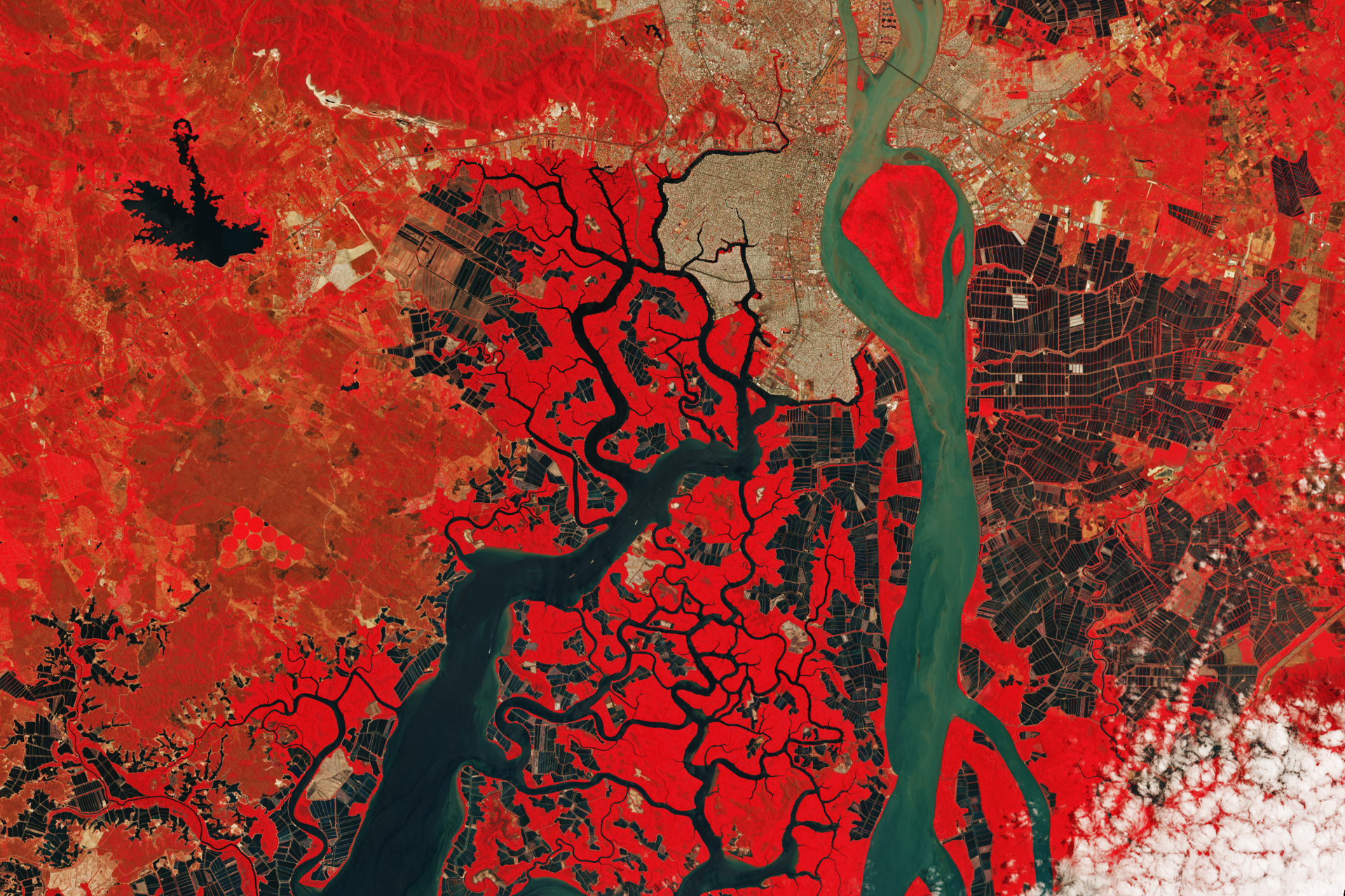 Shrimp Farms of the Guayas Estuary - related image preview