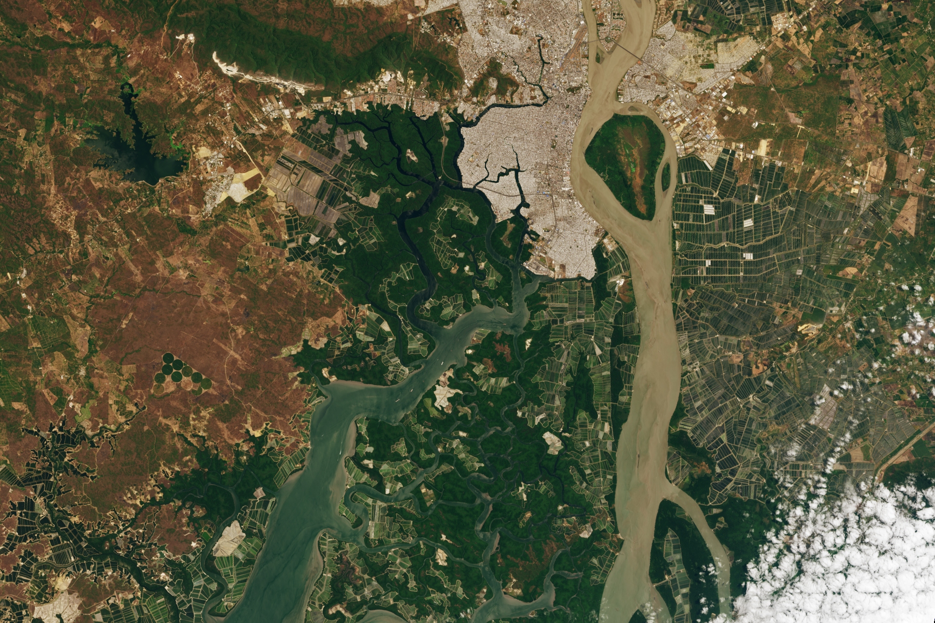 Shrimp Farms of the Guayas Estuary - related image preview