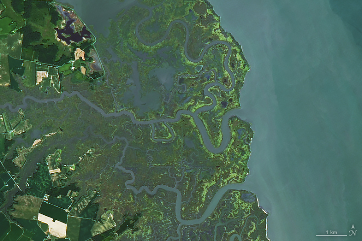 Delaware’s Tidal Wetlands - related image preview