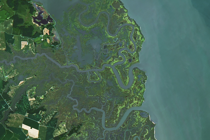 Delaware’s Tidal Wetlands