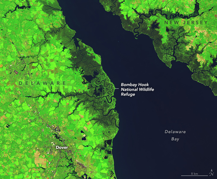 Delaware’s Tidal Wetlands - related image preview