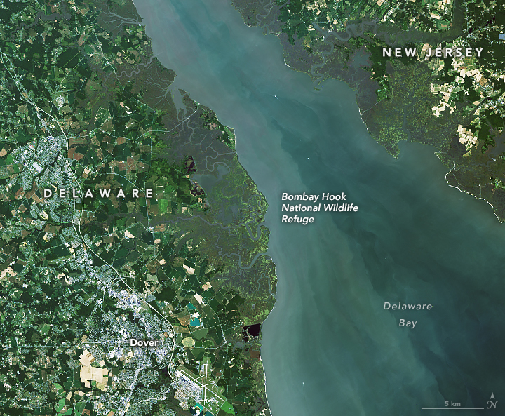 Delaware’s Tidal Wetlands - related image preview