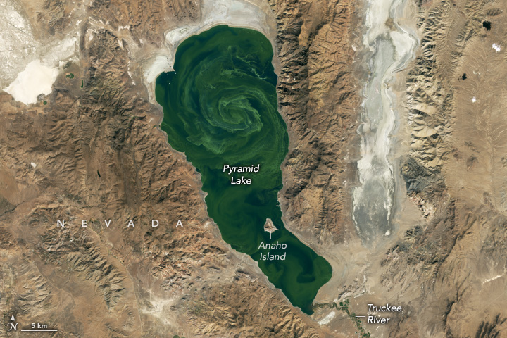 Pyramid Lake in Bloom