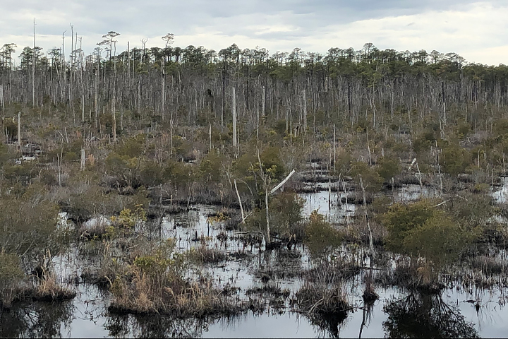 Ghost Forests Creep Into North Carolina - related image preview