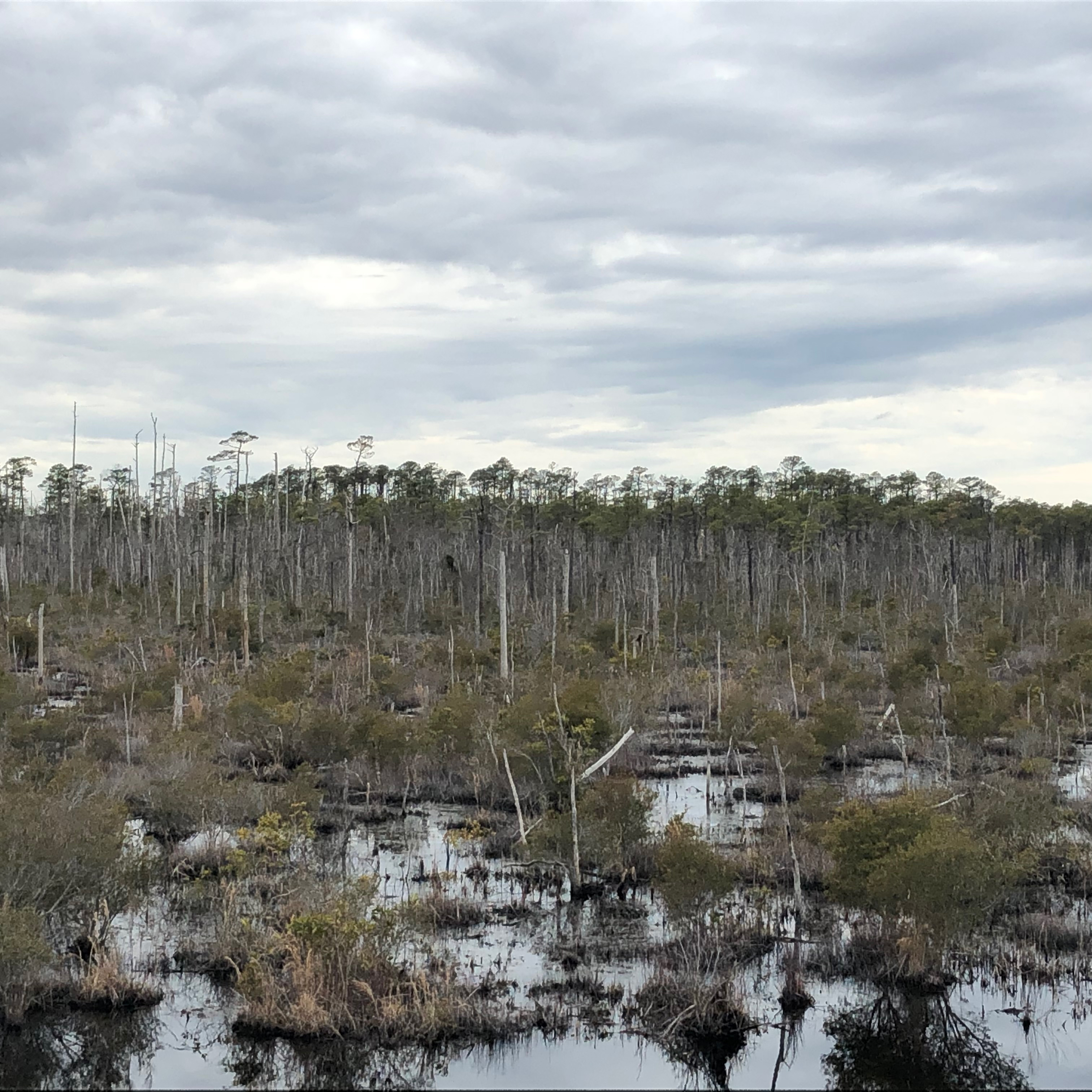 Ghost Forests Creep Into North Carolina - related image preview