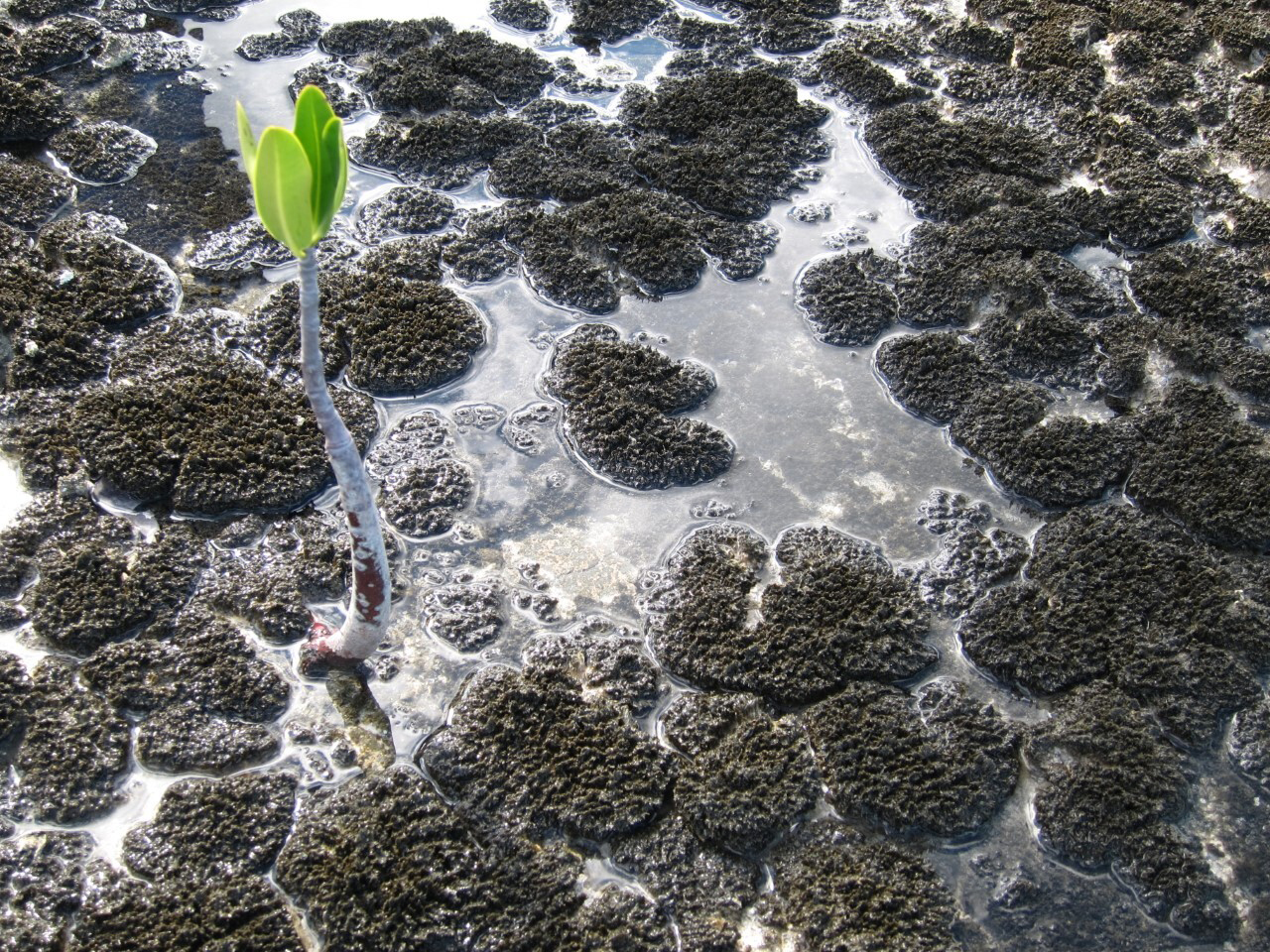 Signs of Sea Level Rise in the Bahamas - related image preview