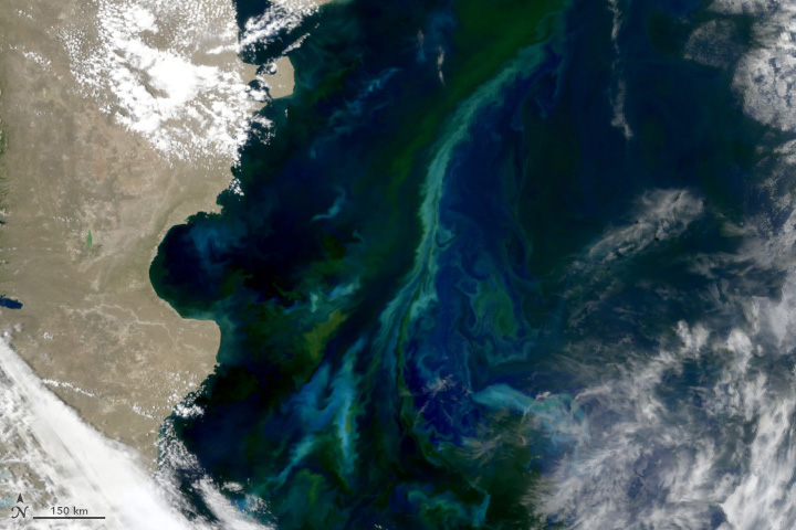 Patagonian Shelf Waters Abloom - related image preview