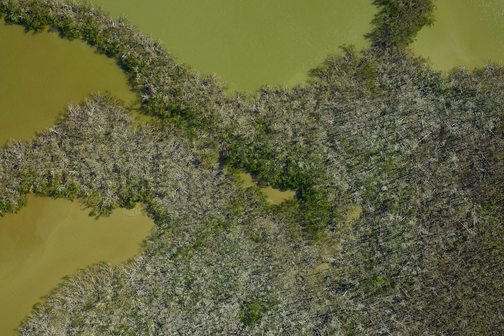 Mangroves Are Losing Their Resilience - related image preview