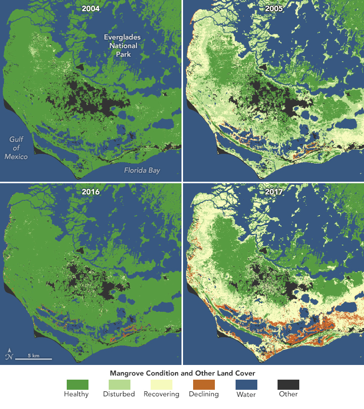 Mangroves Are Losing Their Resilience - related image preview