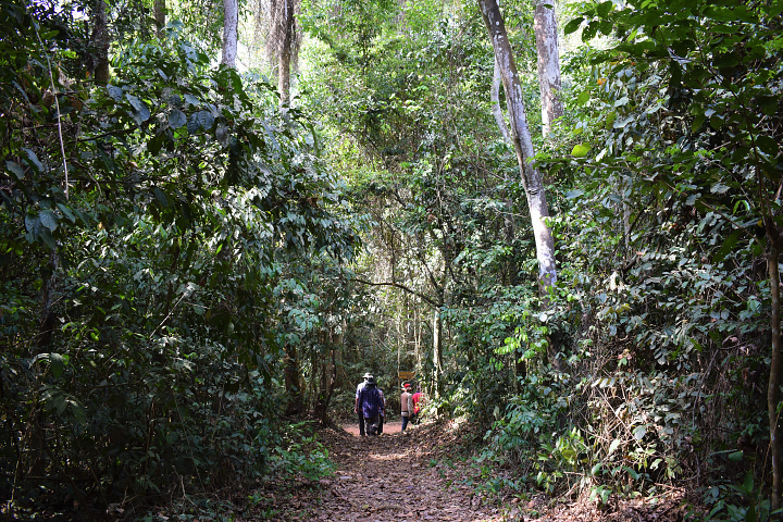 Photograph of tall green trees in the Bobiri forest reserve in Ghana, taken from the ground by Michael Wimberly. In the distance, a group of people are walking along a trail in the forest.