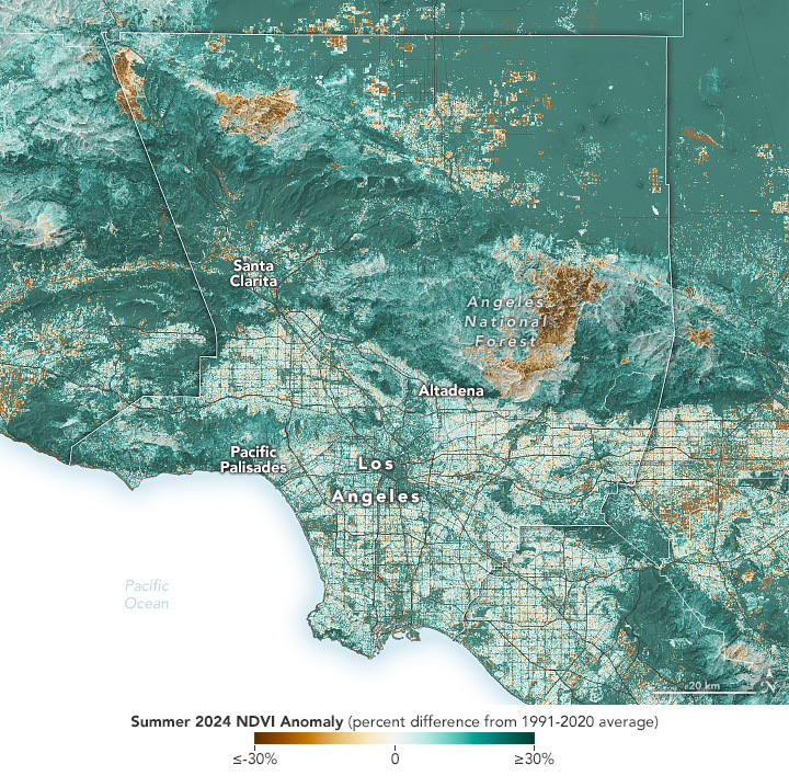 Map of Los Angeles area vegetation cover and greenness (a measure called Normalized Difference Vegetation Index, or NDVI) in the summer of 2024, compared to the historical average. Much of Los Angeles County had higher than average vegetation built up, which appears green on the map.