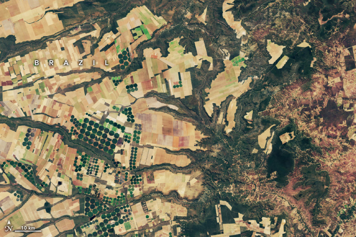 Spotting Disruptions to Earth’s Vegetation - related image preview