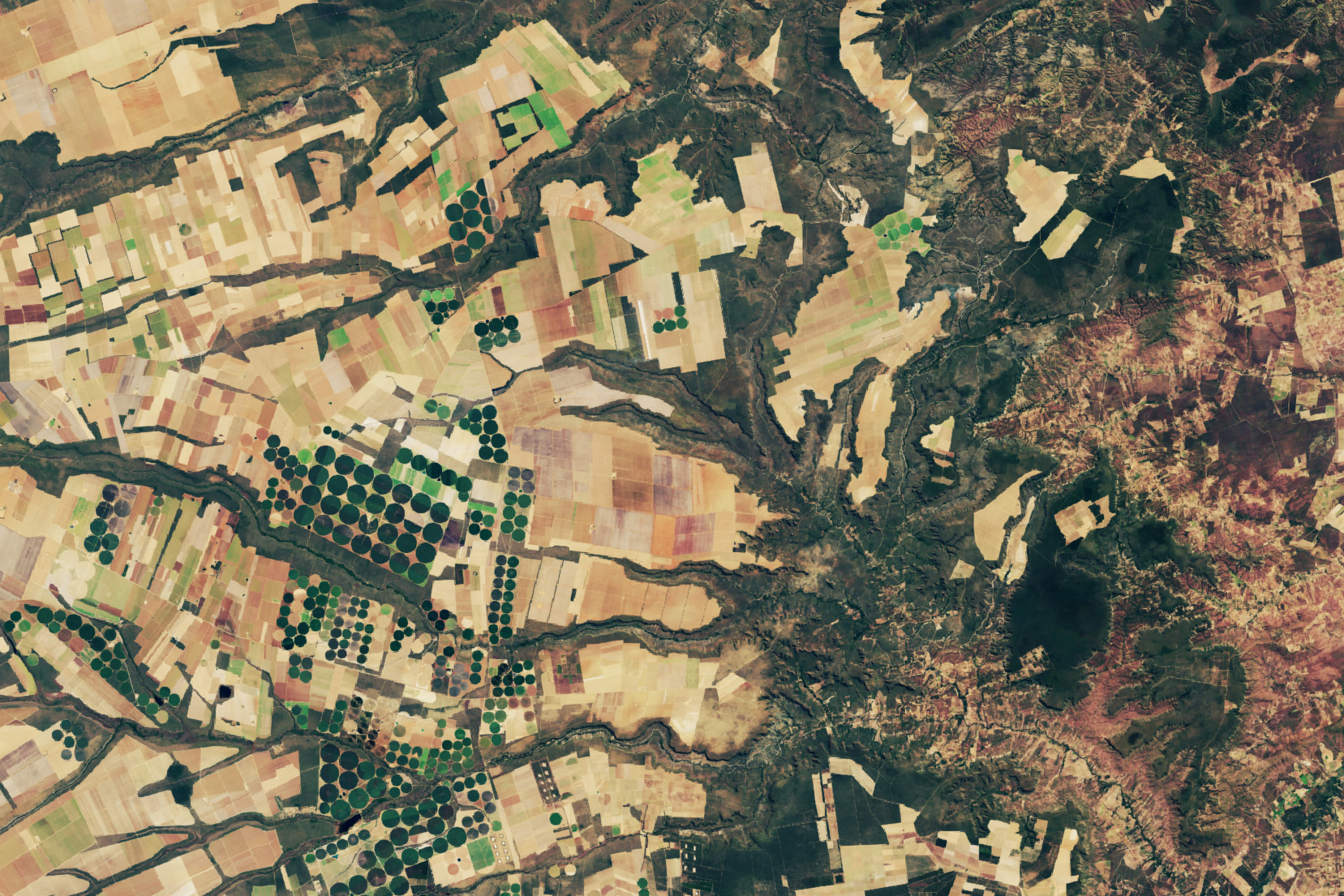 Spotting Disruptions to Earth’s Vegetation - related image preview