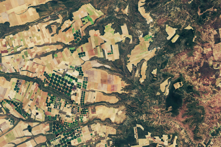 Spotting Disruptions to Earth’s Vegetation