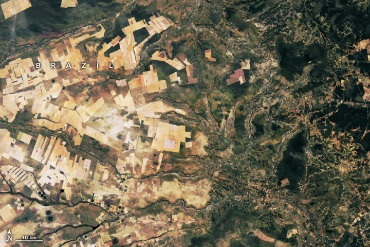 Spotting Disruptions to Earth’s Vegetation - related image preview