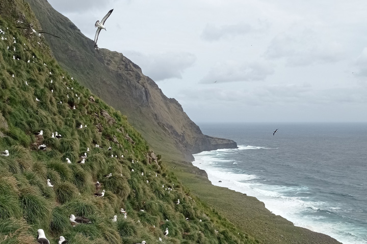 Many large black and white albatross sit on a steep grassy slope on the left side of the image, and several birds soar through the air. The slope plunges down to the ocean on the right side, where waves crash against the coastline.