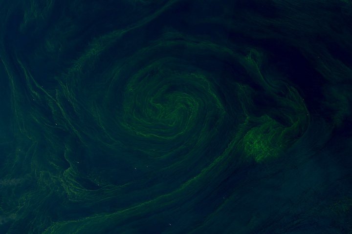 A Swirl of a Day for Phytoplankton