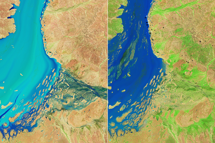 Floods Give Way to a Burst of Desert Life