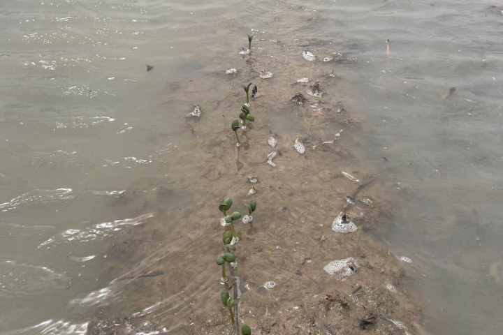 Arkansas Farmers Face Lingering Floodwaters - related image preview