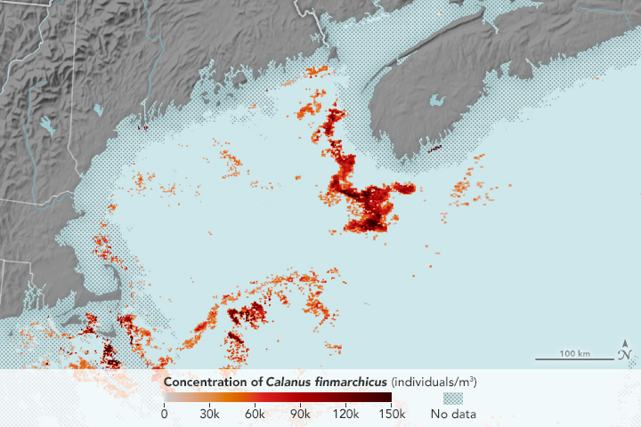 Mapping the Tiny Plankton That Feed Giant Right Whales - related image preview