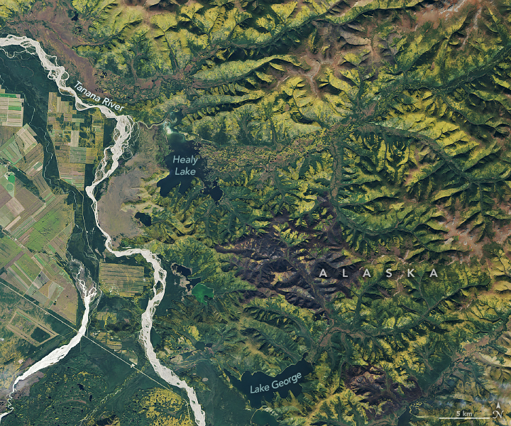 A Golden Moment for Boreal Forests - related image preview
