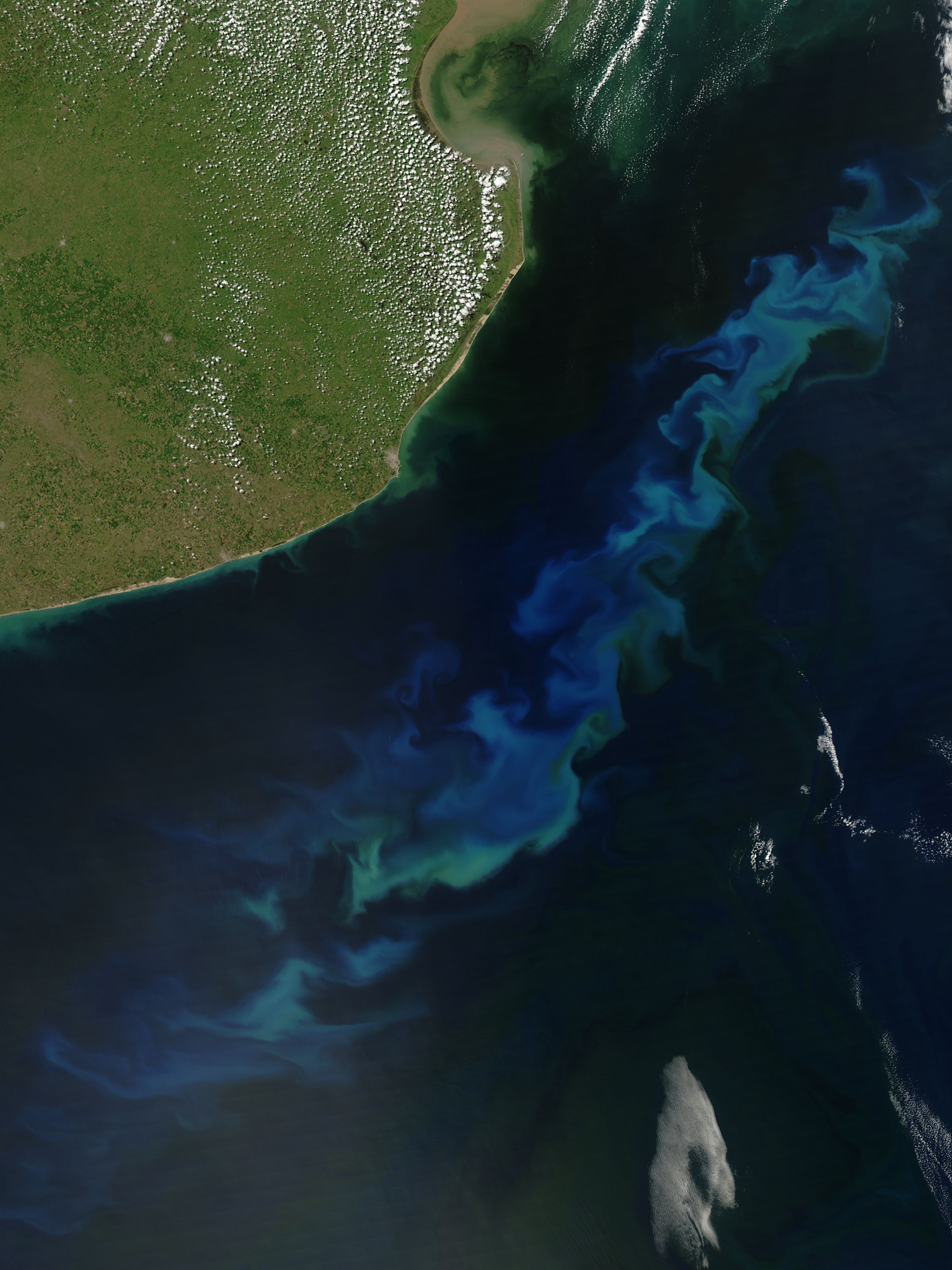 Phytoplankton Bloom off Argentina - related image preview