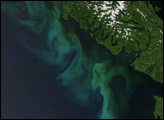Phytoplankton off Vancouver Island