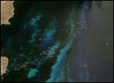 Phytoplankton off the Coast of Argentina