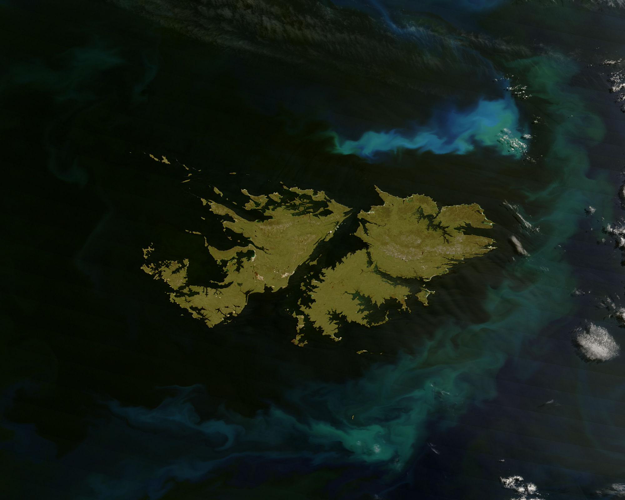 Phytoplankton surround the Falkland Islands - related image preview