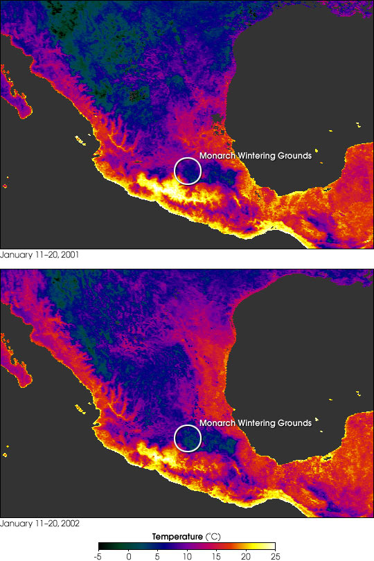 Mass Mortality of Monarchs in Mexico