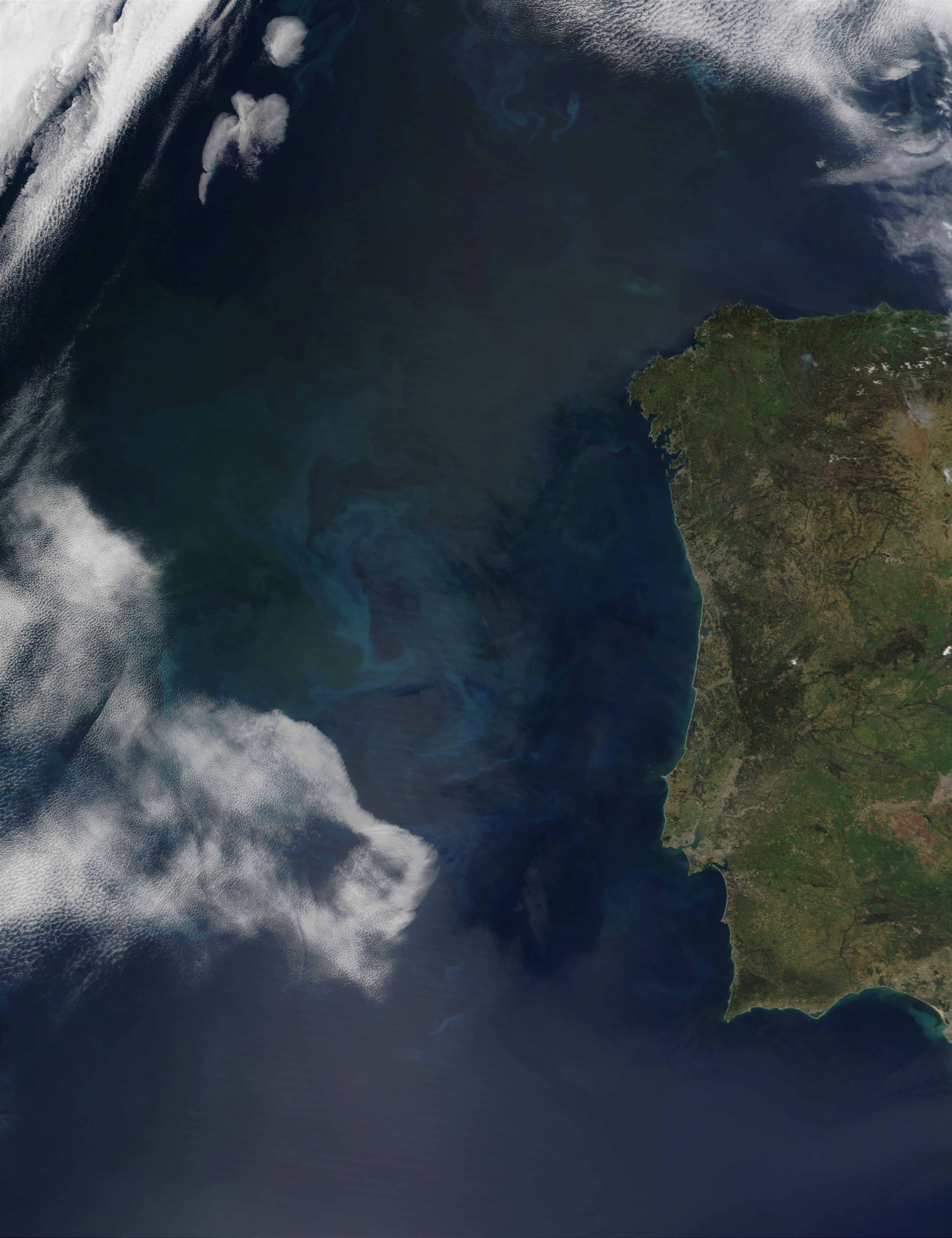 Phytoplankton off the Coast of Portugal - related image preview