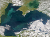 Black Sea in Bloom