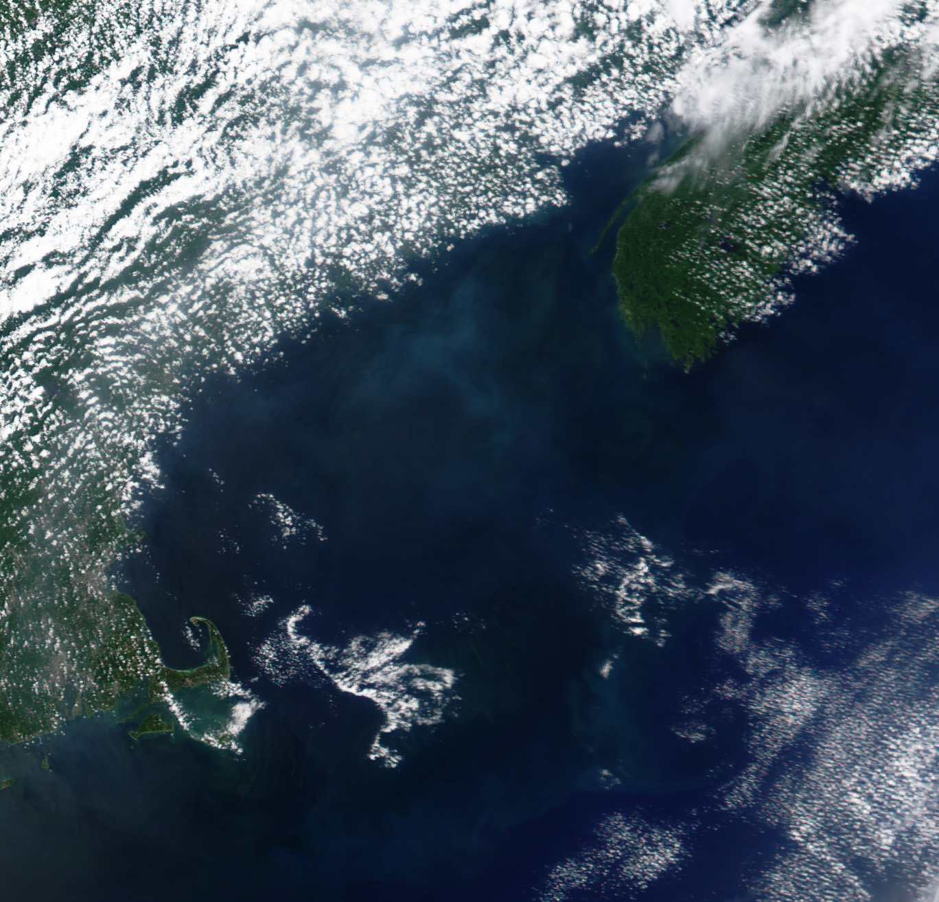 Coccolithophores in the Gulf of Maine - related image preview