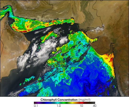 Spring bloom in the Arabian Sea - related image preview