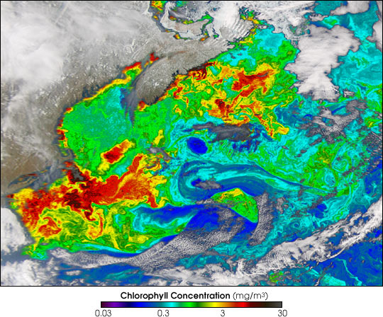 Spring Bloom in the North Atlantic