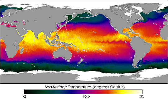 Global Sea Surface Temperature from AMSR-E