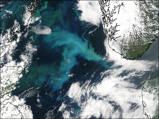 Phytoplankton Bloom in the North Sea