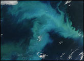 Phytoplankton Bloom in the North Sea