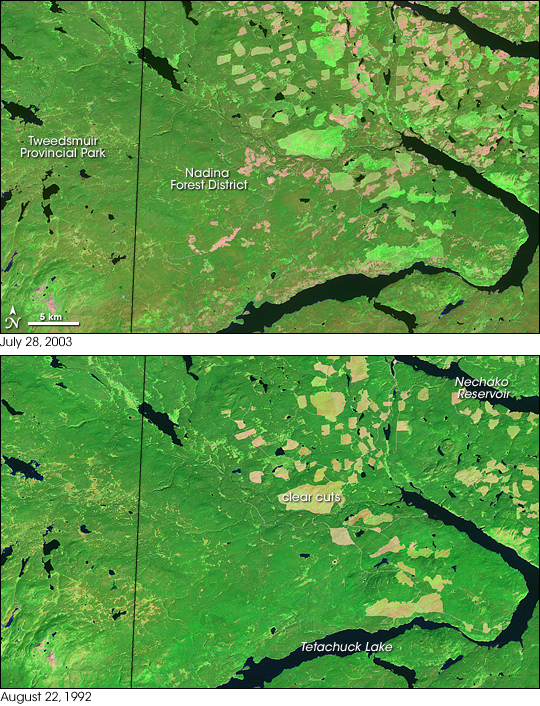 Forest Changes in British Columbia