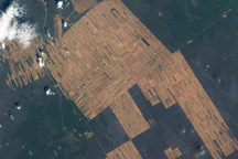 Progressive Forest Clearing, Bolivia