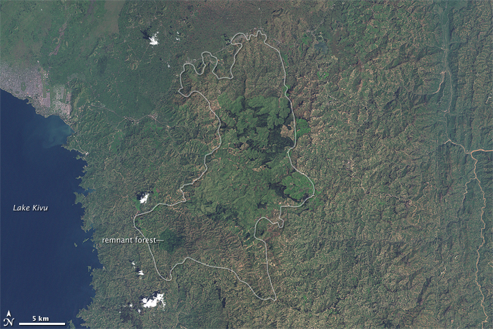 Gishwati Forest, Rwanda - related image preview