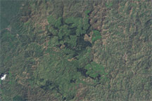Gishwati Forest, Rwanda