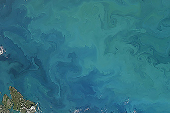  Barents Sea in Bloom - related image preview